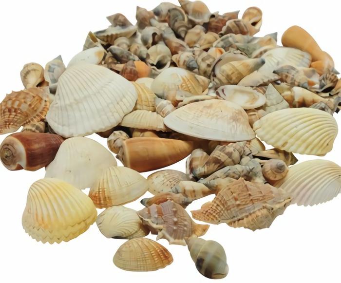 Earth And Space |   Seashells