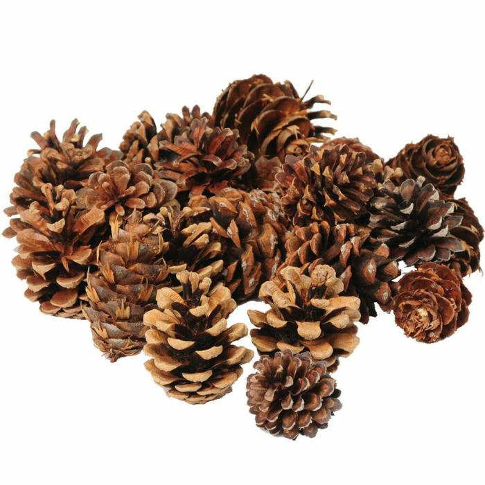 Earth And Space |   Small Pine Cone Variety Pack