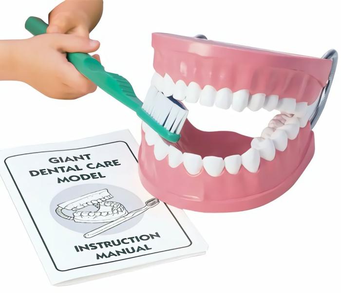 Health And Nutrition |   Giant Dental Care Model