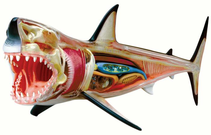 Life Science |   4D Vision Great White Shark Anatomy Model