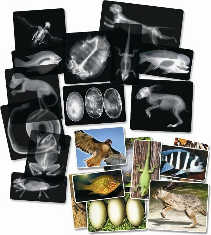 Life Science |   Animal X-Rays – 13 Pieces