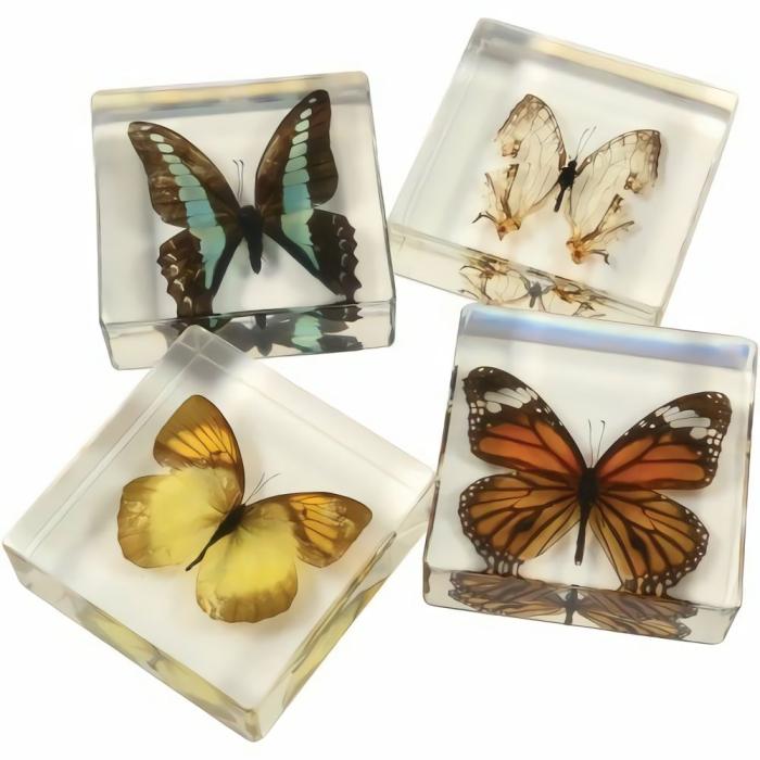 Life Science |   Encased Butterfly Collection