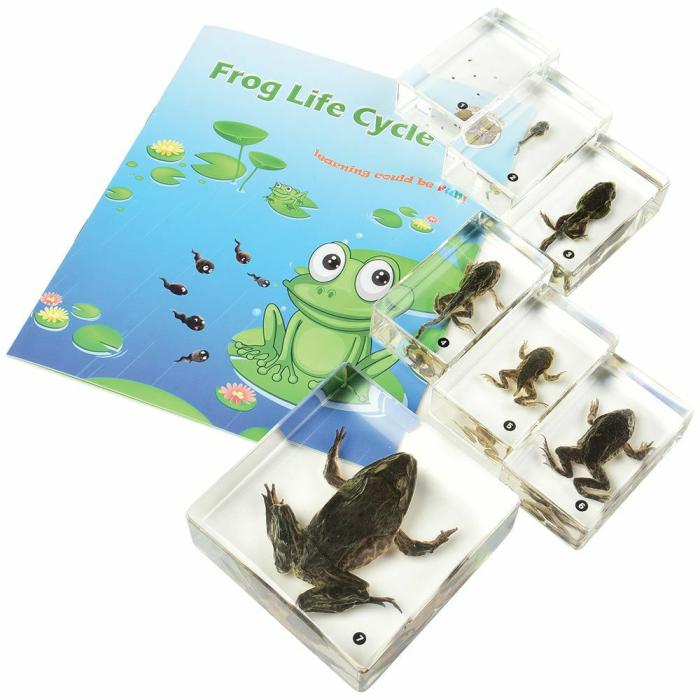 Life Science |   Frog Life Cycle