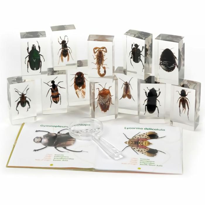 Life Science |   Geoworld Bugs World Collection Of 12 Real Insects