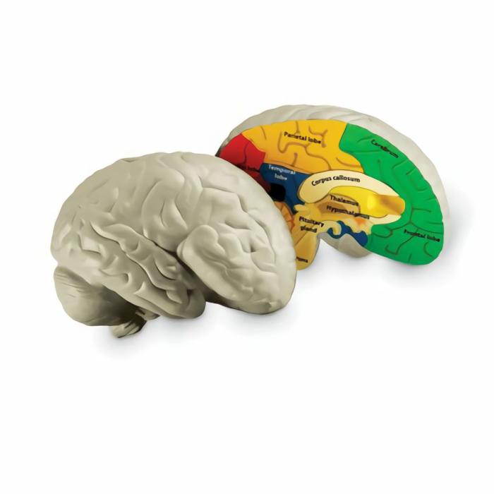 Life Science |   Human Brain Cross Section Model – Soft Foam