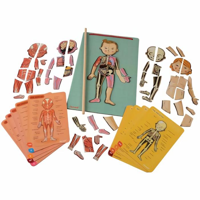 Life Science |   Magnetic Body Puzzle – Learn About The Body