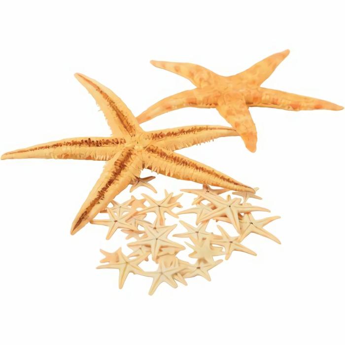 Life Science |   Star Fish